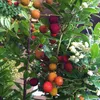 2 x  stromček jahodník  - Arbutus unedo 'Compacta'  | 40-50 Náhľad obrázku produktu 2