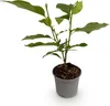 GreenboutiQ - Gartenpflanze - Magnolia Genie - Blüte Lila - Produktbild-Vorschau 2