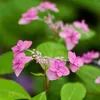 Hortenzia anomala glabra 'Crug Coral' Popínavá hortenzia, 2 Náhľad obrázku produktu 3
