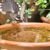 Vogeltränke Kupferscheibe, Reinigungsscheibe für Vogelbäder Produktbild-Vorschau 6