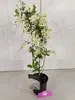 Exochorda racemosa 'Blushing Pearl'®, krzew perłowy, Podgląd zdjęcia produktu 3