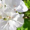 Plants by Frank | 24 Balkan-Storchschnabel 'White Ness' Produktbild-Vorschau 3