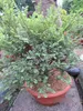 Ulmus parviflora Seiju - chinesische Zwergulme Seiju 60-80 Produktbild-Vorschau 3