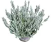 Knospenheide Gardengirls® 'Fluffy' FloraSelf Ø 11 cm Topf Produktbild-Vorschau 1