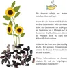 Farbenfrohe Sonnenblumen Samen mit hoher Keimrate - Produktbild-Vorschau 6