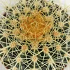 Echinocactus grusonii - Tchynina stoli?ka - v 12cm Náhľad obrázku produktu 2
