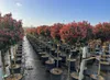 Glanzmispel - Photinia Fraseri Chico auf Stamm – 150 cm – Produktbild-Vorschau 1