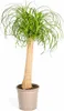 Beaucarnea Recurvata (sloní chvost) Ø24cm, výška 80 - Náhľad obrázku produktu 1