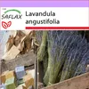 SAFLAX - pravá levandule - Lavandula angustifolia - 150 Náhled obrázku produktu 5