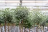 Eucalyptus Stamm Eukalyptusbaum, 90 - 120 cm, Pflanze Produktbild-Vorschau 2