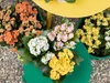Kalanchoe | Gemischt pro 6 Stück - Freiland- und Produktbild-Vorschau 2