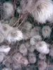 Clematis Bill MacKenzie 2L Náhled obrázku produktu 8