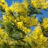 A close-up view of bright yellow mimosa flowers and green leaves against a clear blue sky. Produktbild-Vorschau