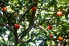 Surinamská čerešňa (Eugenia uniflora)  – 3 semená Náhľad obrázku produktu 2