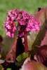 Bergenia cordifolia 'Abendglocken', Riesensteinbrech, rosa, Produktbild-Vorschau 1
