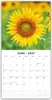 Sunflowers - Sonnenblumen 2027 - 16-Monatskalender Produktbild-Vorschau 3