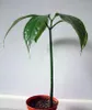 Amorofalus tytanowy (Amorphophallus titanum)  – 1 Podgląd zdjęcia produktu 5