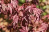Acer palmatum 'Atropurpureum', Japanischer Ahorn, Produktbild-Vorschau 10