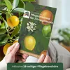 Meine Orangerie - Kaffir Limette Mezzo - Citrus Hystrix - Produktbild-Vorschau 7