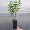 Hortensja bukietowa kremowożółta 2L Podgląd zdjęcia produktu 2