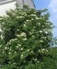 Sambucus nigra, Schwarzer Holunder, 40–60 cm Produktbild-Vorschau 10