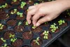 Zemina pro juky a dracény 5l - Biovita Náhled obrázku produktu 16