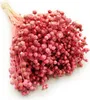 Flachs Getrocknete - (Leinen) - Rosa Produktbild-Vorschau 1