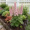 Bloomique - Zestaw 6 sztuk - Delphinium Magic Fountains Podgląd zdjęcia produktu 5