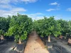 Sunny Tree Zitronenbaum XXL 200 cm - Perfekt für Gärten & Produktbild-Vorschau 3