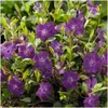 Plants by Frank | 6 Purpur Immergrün Pflanzen | Vinca Minor Produktbild-Vorschau 3