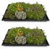 GreenboutiQ - Bodendecker - Winterhart - Sedummatte - Produktbild-Vorschau 1