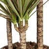 Dracaena Marginata Bicolor Drachenbaum Ø21cm 110-130cm Produktbild-Vorschau 5