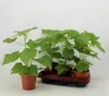 Zimmerlinde 40 cm - Sparmannia africana - Grüne Produktbild-Vorschau 1