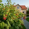Himbeermunt Sugana - 2 planten - Winterhard en meerjarig - Productafbeelding-voorbeeld 2