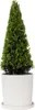 Houx crenelé - Ilex crenata 'Jenny' - Hauteur 55-65cm - Voir les images du produit 7