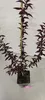 Prunus Persica 'Rubira', czerwona brzoskwinia, doniczka Podgląd zdjęcia produktu 4