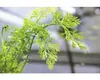 Feinblättriger Hornfarn - Ceratopteris thalictroides Produktbild-Vorschau 3