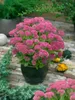 Sedum telephium 'Herbstfreude', Fetthenne, rosa Blüten, ca. Produktbild-Vorschau 8