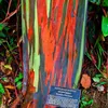Semená Eucalyptus Deglupta - balenie 10 ks - Exotické Náhľad obrázku produktu 4