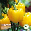 Samenliebe  Paprika Samen | Quadrato D'Asti Giallo - gelb & Produktbild-Vorschau 4