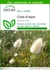 SAFLAX  - Coda di lepre - 100 semi - Con substrato - Anteprima dell’immagine prodotto 1