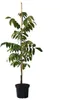 A potted walnut tree is shown against a white background. Produktbild-Vorschau