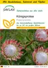 SAFLAX Anzucht Set - Königsprotea - Protea cynaroides - 5 Produktbild-Vorschau 1