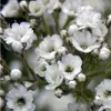6 x Gypsophila  - Gypsophila paniculata 'Schneeflocke'  | Anteprima dell’immagine prodotto 2