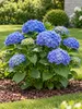 Hortensia paniculé 'Bodensee', 20–30 cm – Hydrangea Voir les images du produit 3
