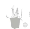 Bloomique - 2er Set - Hippuris Vulgaris - Tannenwedel Produktbild-Vorschau 3