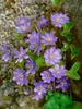 Hepatica nobilis, Leberblümchen, ca. 9x9 cm Topf, blau Produktbild-Vorschau 5