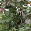 Haselnuss Maxima purpurea, sehr schönes rotes Laub, als Produktbild-Vorschau 3