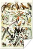 MuchoWow® Poster Vogel - Tiere - Natur 120x180 cm - Produktbild-Vorschau 1