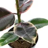 Gummibaum - pflegeleichte Zimmerpflanze, Ficus elastica Produktbild-Vorschau 3